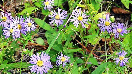 Blooming asters, like these clasping asters in a Floyd County meadow, are some of the sure signs of autumn. The season starts at 9:24 p.m. on Saturday — the autumnal equinox. PHOTO CREDIT: Charles Seabrook