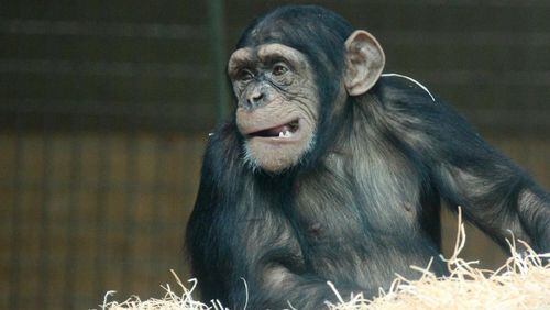 A chimpanzee shattered some protective glass at the Houston Zoo on Monday.