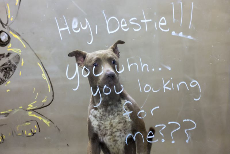 A dog looks out of a window next to a drawing of a dog and words reading, “Hey, bestie!!! You uhh.. you looking for me??” in the kennels at the Dekalb County Animal Services, Wednesday, September 13, 2023, in Chamblee, Ga. (Jason Getz / Jason.Getz@ajc.com)