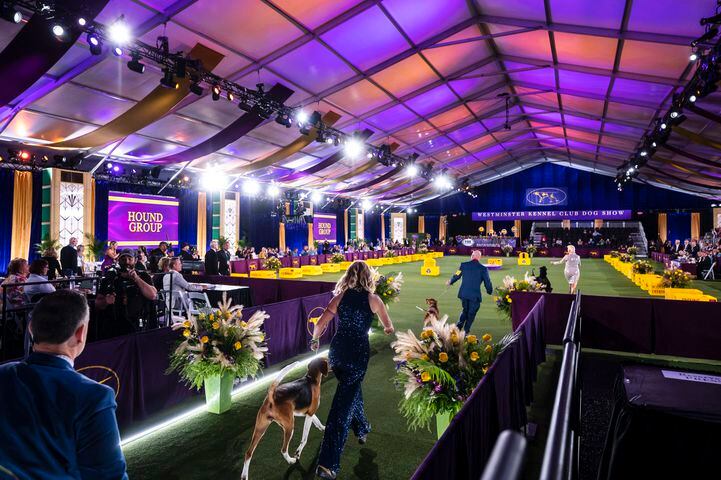The hound entries arrive at the at the Westminster Kennel Club Dog Show, held at the Lyndhurst Mansion in Tarrytown, N.Y., on Saturday, June 12, 2021. (Karsten Moran/The New York Times)