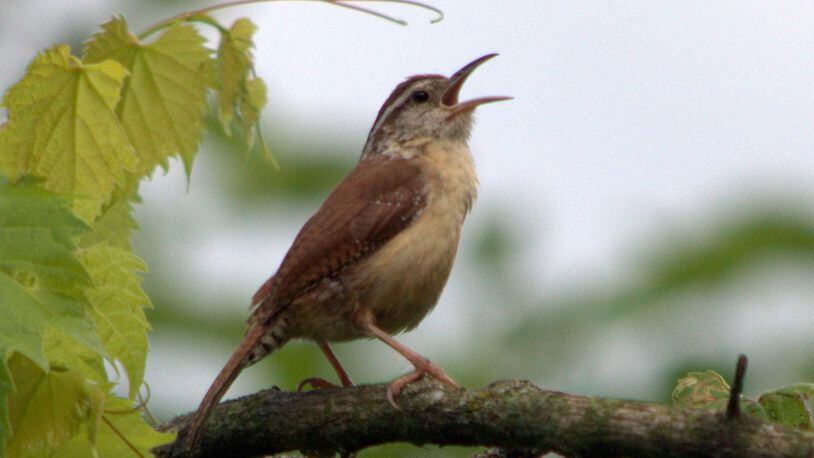 A Carolina wren sings a morning song. Many songbirds in spring sing with the rising sun as part of the "dawn chorus."  
(Courtesy of CheepShot/Creative Commons.)