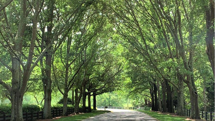 A workshop on Milton's new Tree Canopy Ordinance and requirements for homeowners wishing to remove trees is set for 5 p.m. Wednesday, Sept. 30, at City Hall.
