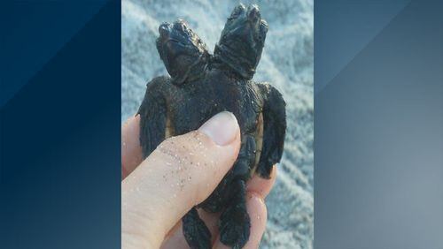 The University of Central Florida’s Marine Turtle Research Group found a two-headed turtle in Brevard County during its research Thursday.