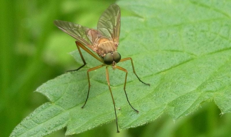 A mosquito in metro Atlanta tested positive for Eastern equine encephalitis. The rare and deadly disease is caused by a virus spread via infected mosquitoes. It can lead to encephalitis or inflammation of the brain.