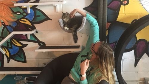 A customer gives a cat some love at Java Cats Cafe in Grant Park. / Photo by Yvonne Zusel