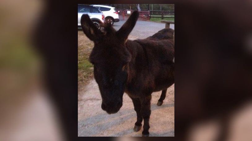 According to a Milton farm owner, Sambuca Sammy the miniature donkey died from a heart attack or a fright during the July 4th fireworks. Sammy was 24. (Courtesy of Channel 2 Action News)
