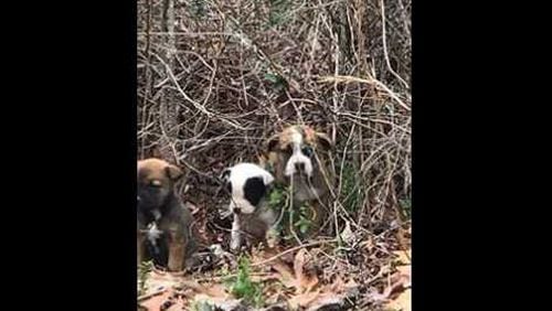 Three abandoned puppies were rescued by a Georgia State Patrol trooper in southwest Atlanta. (Credit: Georgia Department of Public Safety)
