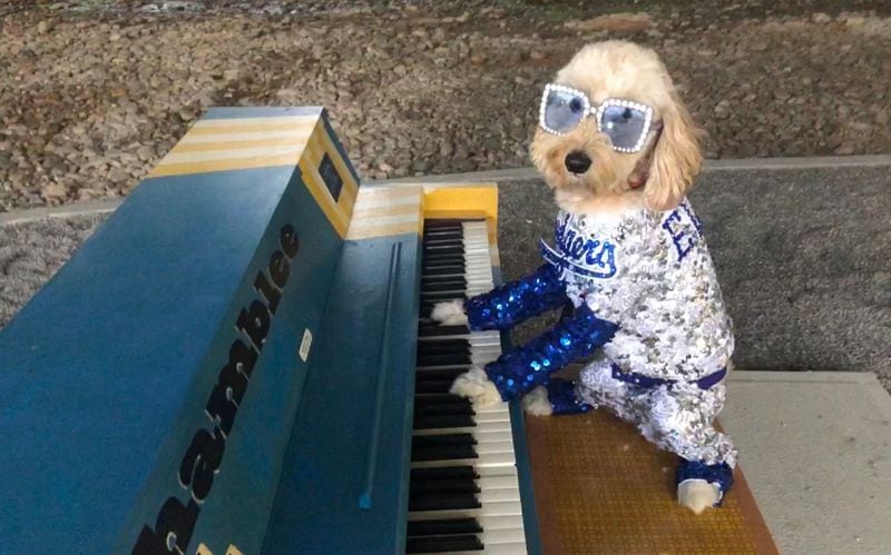 Reggie Valley, a seven-year-old mini goldendoodle, is dressed up like Elton John. (Courtesy photo)