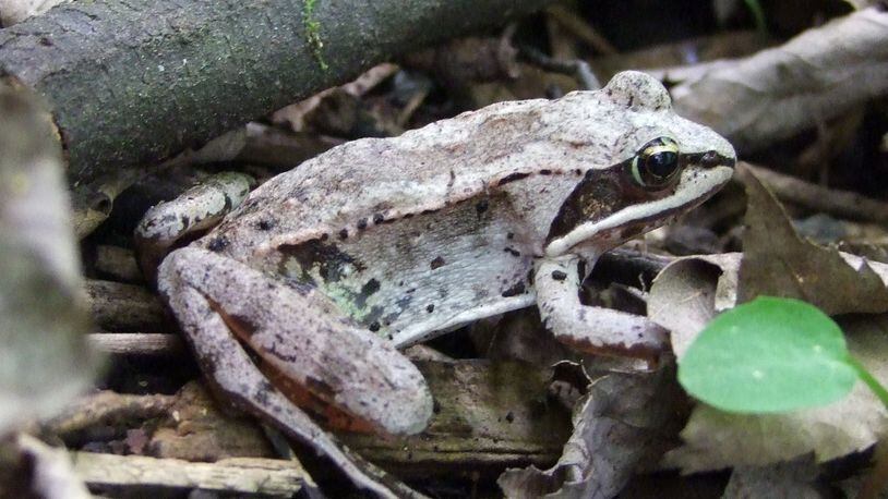 The wood frog, characterized by a black mask that extends backward from the eye, suddenly appears for a few days in January and February in North Georgia to breed in temporary ponds, and then disappears again. W-VAN/CREATIVE COMMONS/WIKIPEDIA