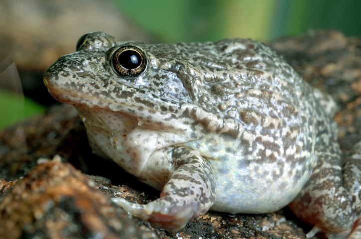 Gopher frog