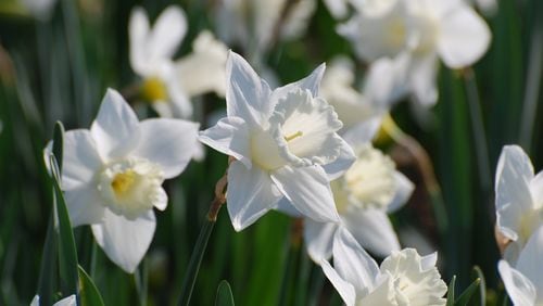 Paper-white narcissus in bloom. (Dreamstime/TNS)