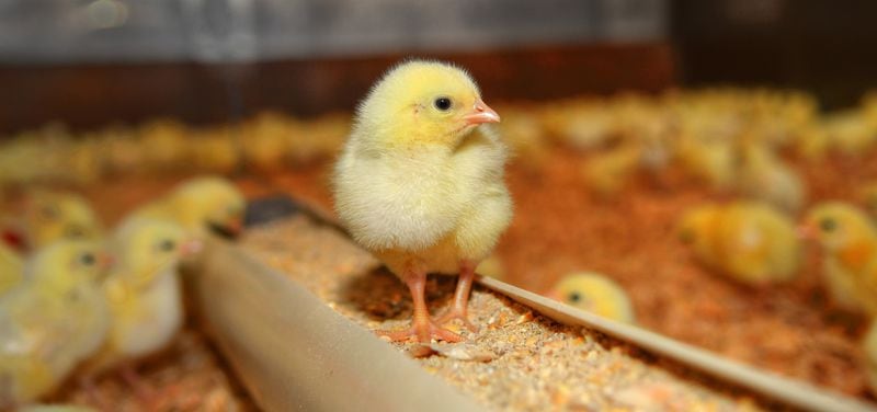 New chicks are in the brooder, a modified and insulated shipping container that currently houses over 500 of the young birds, at Grateful Pastures in Mansfield. Chris Hunt for The Atlanta Journal-Constitution