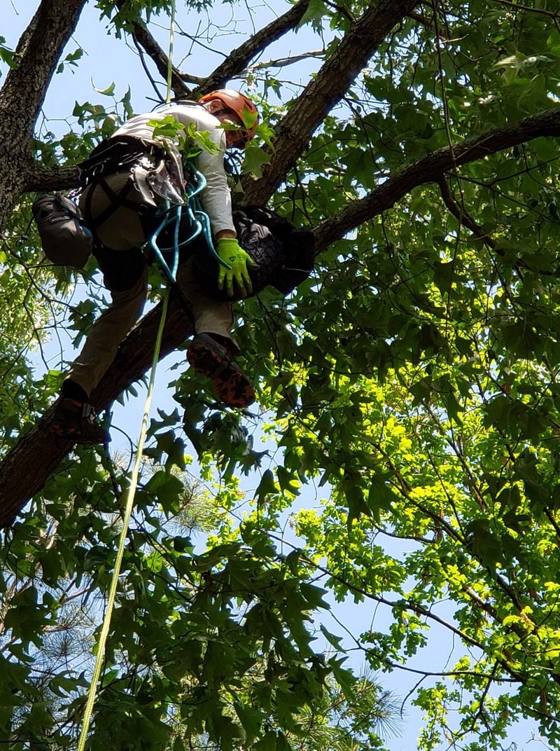 Normer Adams ascends a tree to rescue a cat in 2019. He started climbing trees as a hobby to overcome a fear of heights and has since 2017 rescued nearly 1,000 cats.