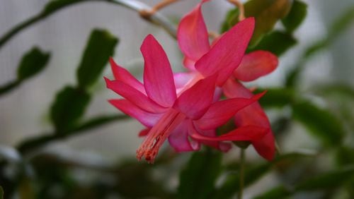 Christmas cactus can thrive in winter if given proper lighting: one warm white and one cool white fluorescent tube lighting the plant for 14-16 hours each day. (Walter Reeves for The Atlanta Journal-Constitution)