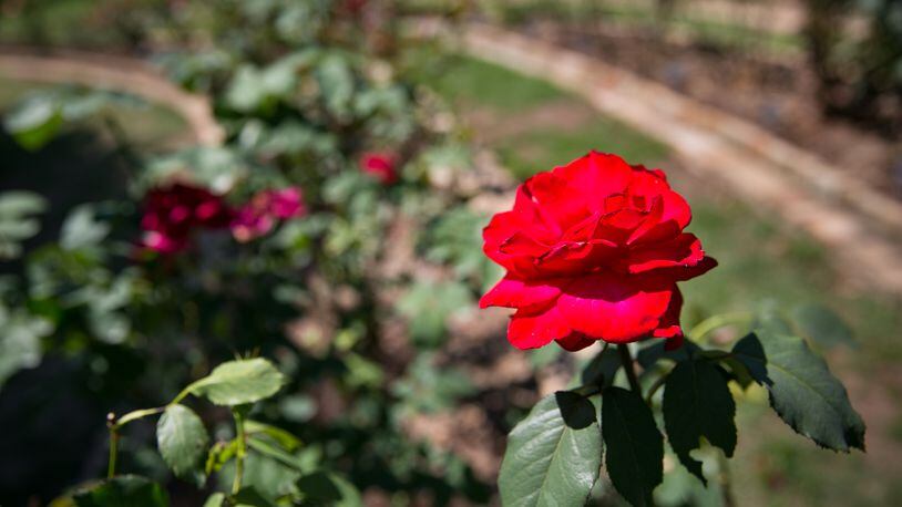 The Smith-Gilbert Gardens’ 7th Annual Rose Garden Gala provides food, fun and a chance to smell the fragrant flowers. Photo: Sarah Slavik.