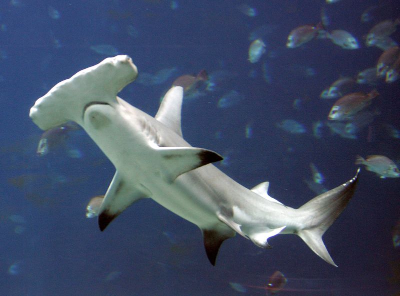This hammerhead shark is among the 100,000 creastures at the Georgia Aquarium.