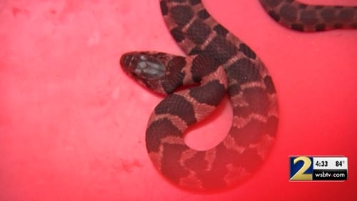 A couple say a non-venomous, juvenile banded water snake was found in their Amazon package in Clayton County.