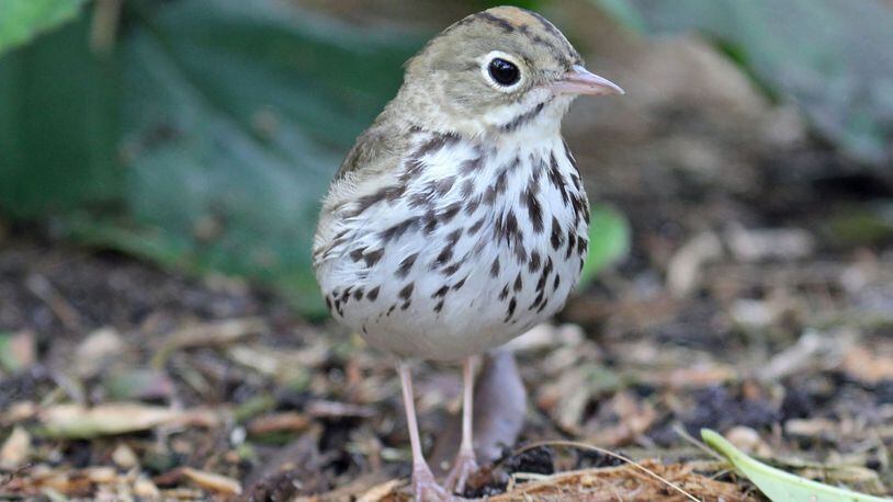 The ovenbird, a warbler species, is one of the songbirds that is a common victim of deadly collisions with buildings and other structures during spring and fall migrations. Bright city lights are a major cause of the collisions because the lights can disorient birds migrating at night. Photo credit: Dick Daniels/Creative Commons