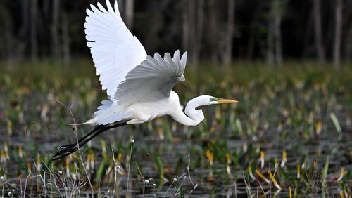 Great egret is seen in the Okefenokee Swamp, Monday, Mar. 18, 2024, in Folkston. Last month, the Georgia Environmental Protection Division (EPD) released draft permits to Twin Pines Minerals for a 582-acre mine that would extract titanium and other minerals from atop the ancient sand dunes on the swamp’s eastern border, which holds water in the refuge. (Hyosub Shin / Hyosub.Shin@ajc.com)