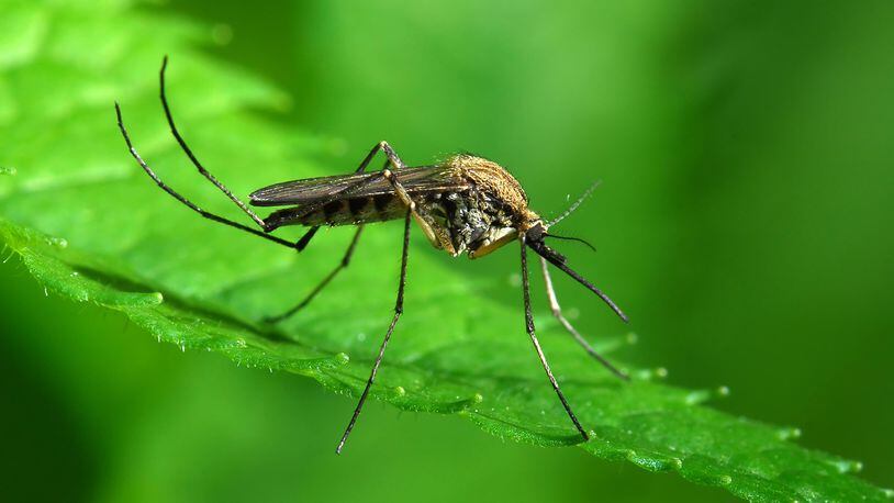 The rising number of insects is more than just an inconvenience. As bug bites increase, so does the possibility of contracting insect-borne diseases such as West Nile virus, Lyme disease and encephalitis, making the need for insect protection even more important.