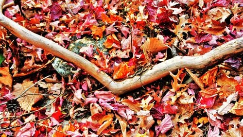 Autumn leaves that dazzle us with rich color become essential to forest health after they fall off the trees. Countless tiny organisms recycle the leaves to produce soil nutrients that help nourish trees for spring growth. CONTRIBUTED BY CHARLES SEABROOK