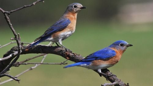 A pair of Eastern bluebirds (female on top) may raise three broods each year. The parents will continue to feed their fledglings for a week or so after the young birds leave the nest. CONTRIBUTED BY SNOWMANRADIO / CREATIVE COMMONS