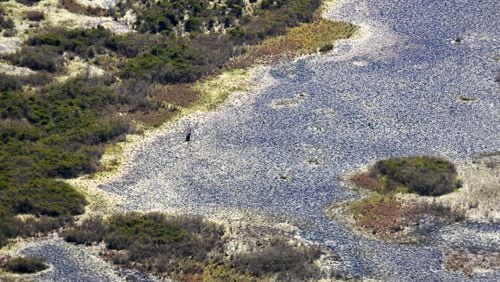Aerial photograph shows the Okefenokee Swamp, Tuesday, Mar. 19, 2024, in Folkston. (Hyosub Shin / Hyosub.Shin@ajc.com)