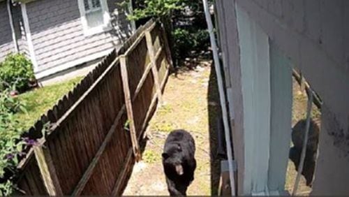A bear was spotted in Buckhead, prompting calls to police Thursday. (Credit: Peyton Wimberly)