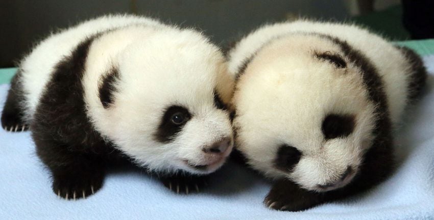 Panda cubs and zoo babies