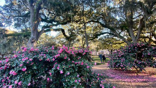 Savannah's tree-covered squares help cool the city. (Savannah Tree Foundation/Facebook)