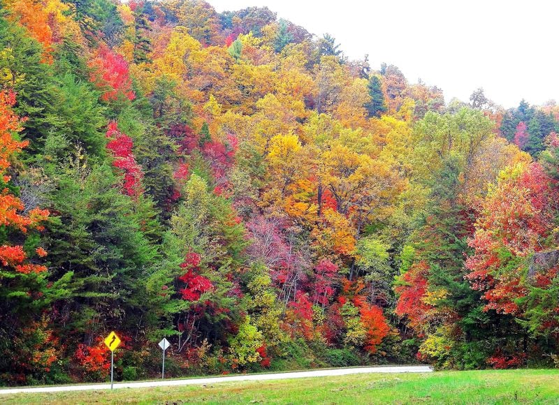 Fall leaf color, from last year, along the Richard B. Russell Scenic Highway (Ga. 348), which begins just outside Helen in White County. The highway, one of Georgia’s prime fall leaf-watching routes, runs through the Chattahoochee National Forest and is part of the Russell-Brasstown Scenic Byway. PHOTO CREDIT: Charles Seabrook