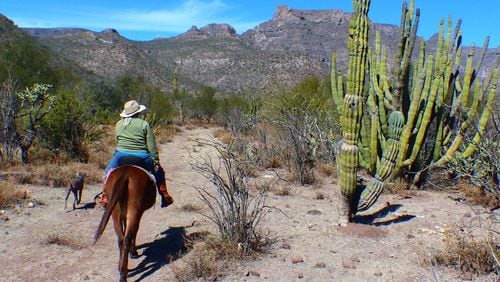 Mule wrangler Trudi Angell rides through the high desert of the Sierra de la Giganta near San Javier, Baja California Sur. (Brian J. Cantwell/Seattle Times/TNS)