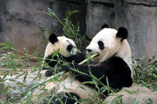Favorite photos of the pandas