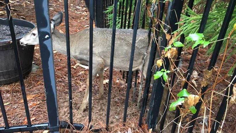 After a deer got stuck in a homeowner's fence, a Roswell police officer freed it by using a car jack.