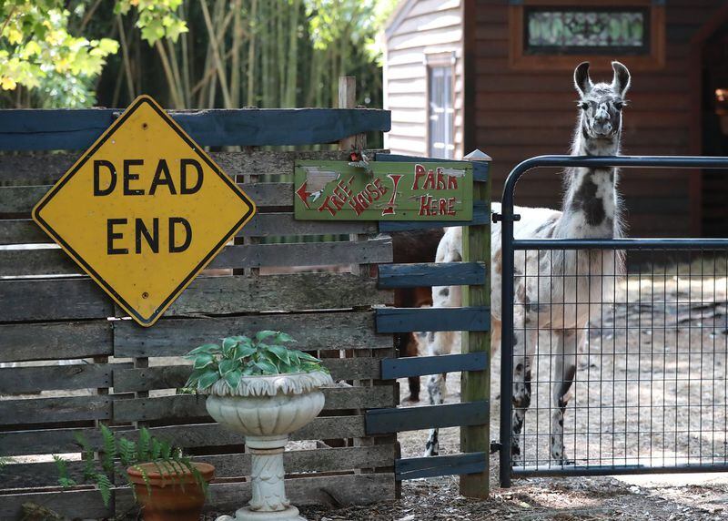 Figgy, a appaloosa llama, waits at the gate to welcome guests arriving at the alpaca treehouse and llama cottage Airbnb property. Curtis Compton/ccompton@ajc.com