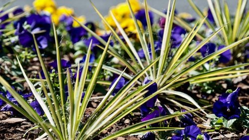 These Color Guard yuccas seem to be the perfect foliage partner for this newly planted bed of pansies. (Norman Winter/TNS)