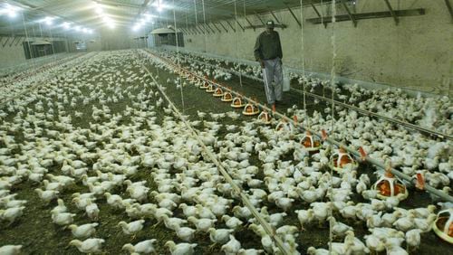 Young broilers are seen in a Georgia chicken house in 2012. The state announced Monday, March 27, 2017, that a low pathonegic strain of avian flu was discovered in a Georgia chicken processing plant. BOB ANDRES BANDRES@AJC.COM
