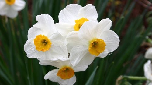 Daffodil bulbs require good soil drainage to thrive. WALTER REEVES