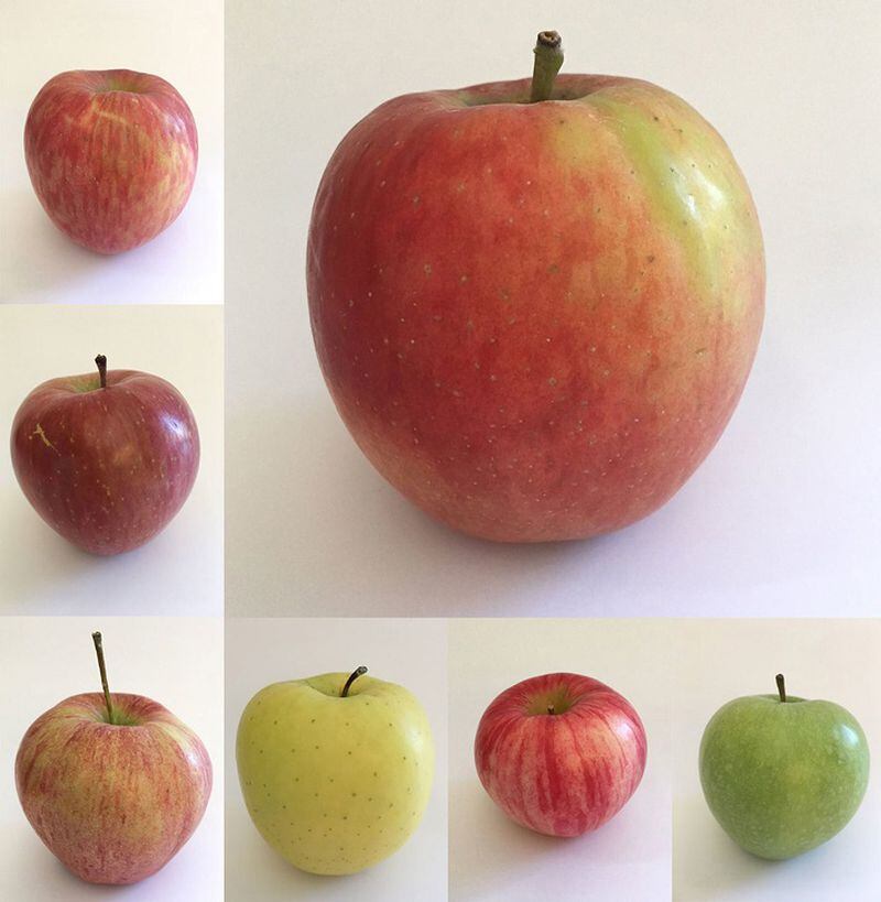 Clockwise from top left: Fuji, Jazz, Granny Smith, Honeycrisp, Golden Delicious, Cameo and a locally grown apple from Sunnyside, Yakima County. (Paige Collins/The Seattle Times/TNS)