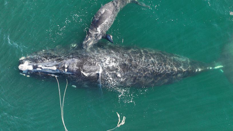 A North Atlantic right whale known as "Snow Cone" and her calf were sighted about 10 nautical miles off Cumberland Island, Ga., on Dec. 2, 2021. The mother, also known as Whale #3560, was first seen entangled in commercial fishing gear in March 2021 in Cape Cod Bay. Several disentanglement efforts in the Northeast and Canada removed some of the rope, though she is still trailing two lines. She previously gave birth in the 2019/2020 calving season. SPECIAL to the AJC.