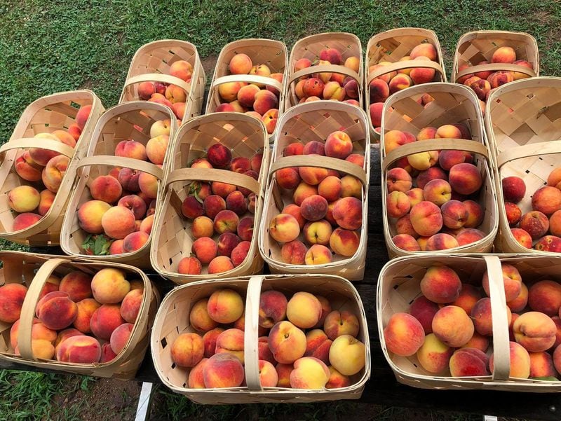 There are baskets full of picked peaches at Sugar Hill Berry Farm.  Contributed by Sugar Hill Berry Farm.