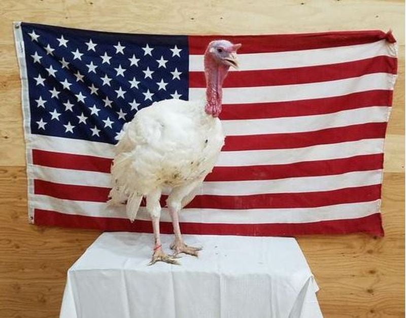 This Iowa bird, though delicious, will likely be pardoned by President Obama. (Iowa Turkey Federation)