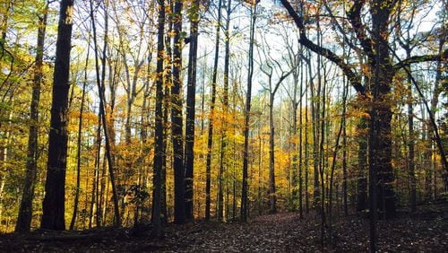The Atlanta Audubon Society recently recognized Briarlake Forest Park as an Atlanta Audubon Certified Wildlife Sanctuary. Courtesy of Karen Hutchinson