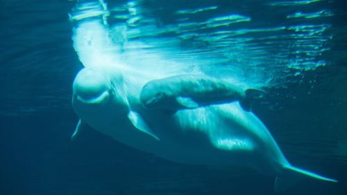 Maris, the beluga whale, and her newborn calf can be seen through an underwater viewing window at the Georgia Aquarium. The as-yet-unnamed female calf was born May 10, on Mother’s Day. CONTRIBUTED BY GEORGIA AQUARIUM