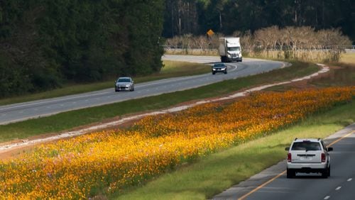 With Pine Mountain in the distance this portion of I-185 in Georgia is dazzling with Cosmos flowers separating the north and south bound lanes. (Norman Winter/TNS)