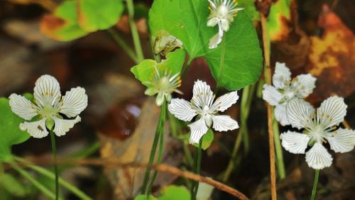The kidneyleaf grass-of-parnassus (shown here) is not a grass, but a beautiful fall wildflower that grows in the mountain seepages and bogs of North Georgia. (Charles Seabrook for The Atlanta Journal-Constitution)