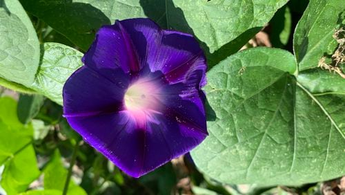 Morning glory is an easy summer vine for color in the landscape. (Walter Reeves for The Atlanta Journal-Constitution)