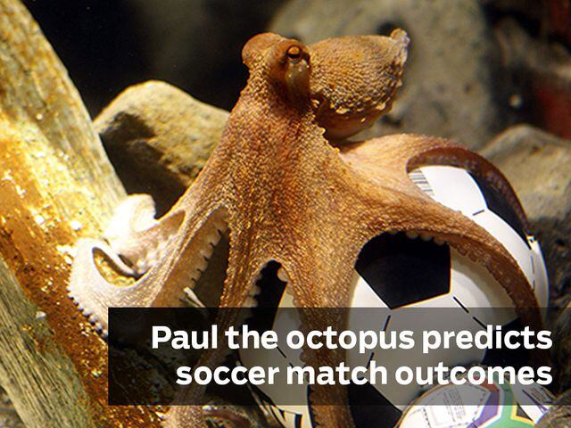 Paul the octopus predicts soccer matches