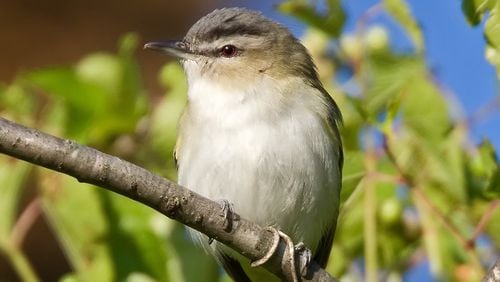 The red-eyed vireo, shown here, is one of Georgia's 54 Neotropical songbird species, which nest and raise their young in North America and migrate to Latin America in the fall to spend the winter. CONTRIBUTED BY JOHN BENSON / CREATIVE COMMONS