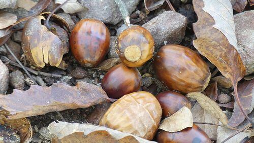 There are many shades of brown in winter woods, as can be seen in the leaves and acorns of the chestnut oak on a forest floor in the Georgia Piedmont region. PHOTO CREDIT: Charles Seabrook